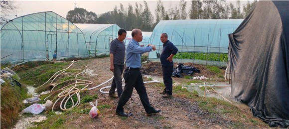 鲜羊肚菌来自湖南姬松茸基地