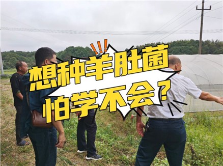 想种羊肚菌，怕学不会？