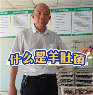 什么是羊肚菌？