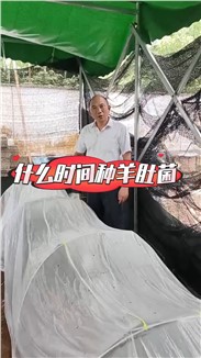 什么时间种羊肚菌