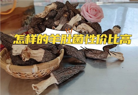 怎么样的羊肚菌性价比高