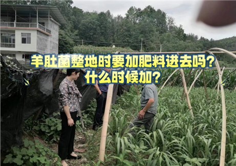 羊肚菌整地时要加肥料进去吗？什么时候加？